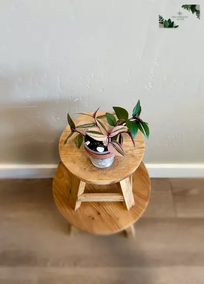 plant/Tradescantia Cutting Bundle | Uncommon Tradescantia Bundle | Fully Rooted-2-thumbnail