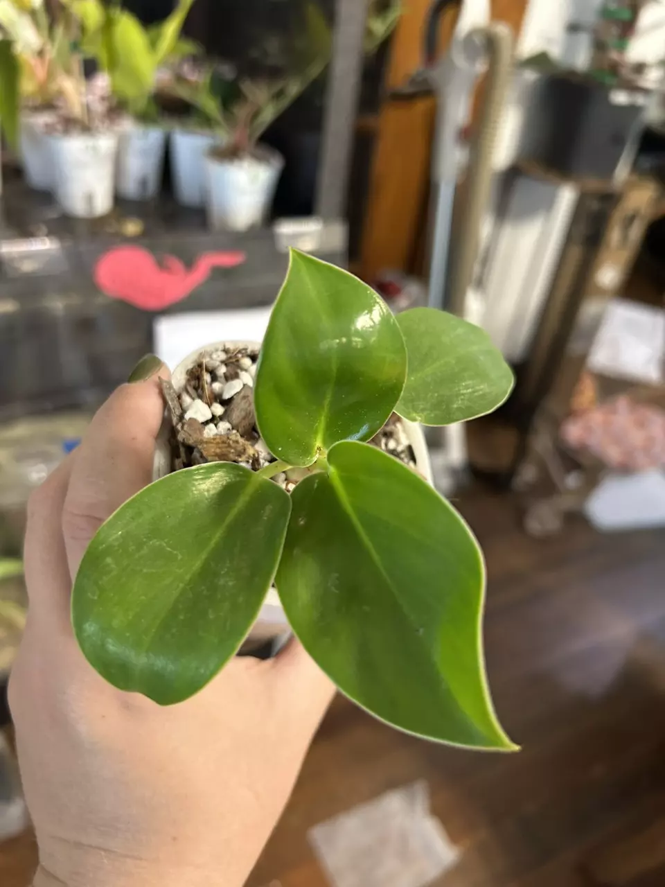 plant/Philodendron Birkin #14-0
