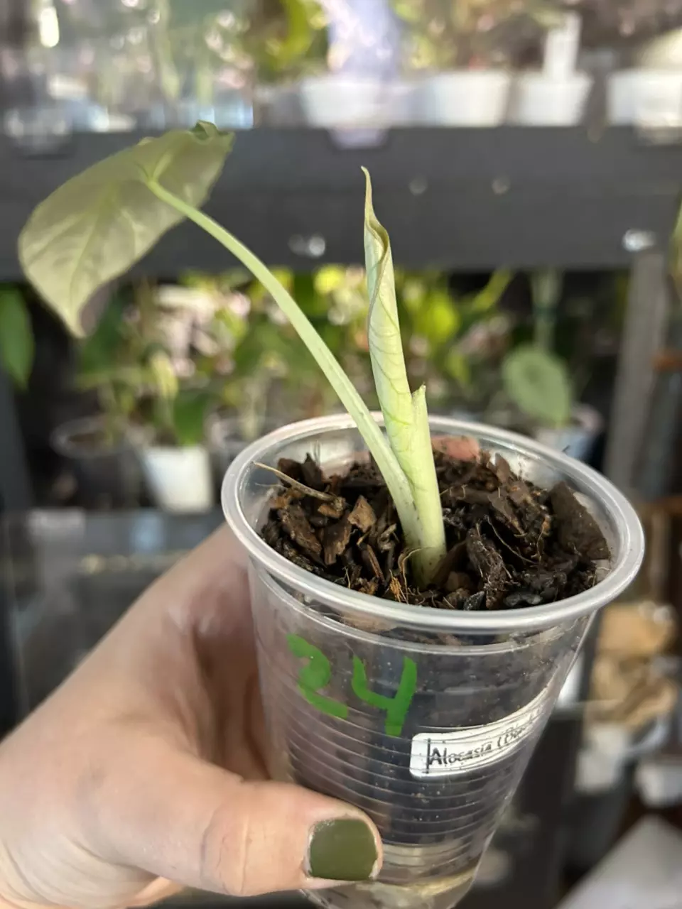 plant/Alocaisa Black Velvet (#24)-1
