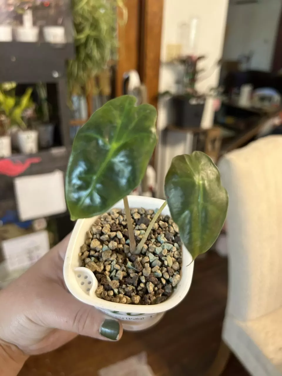 plant/Alocasia Polly Offshoot #20-1