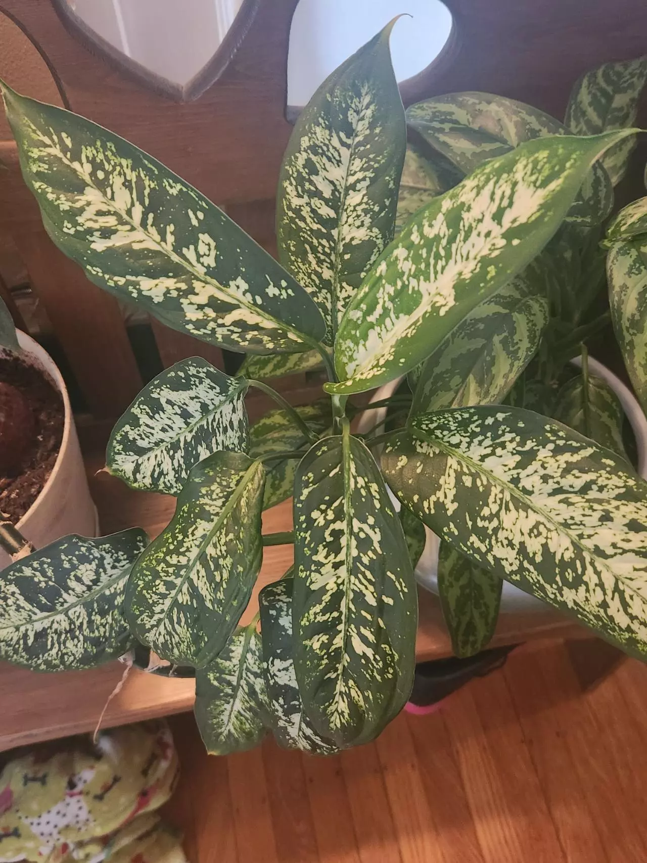 plant/Dumb cane-2