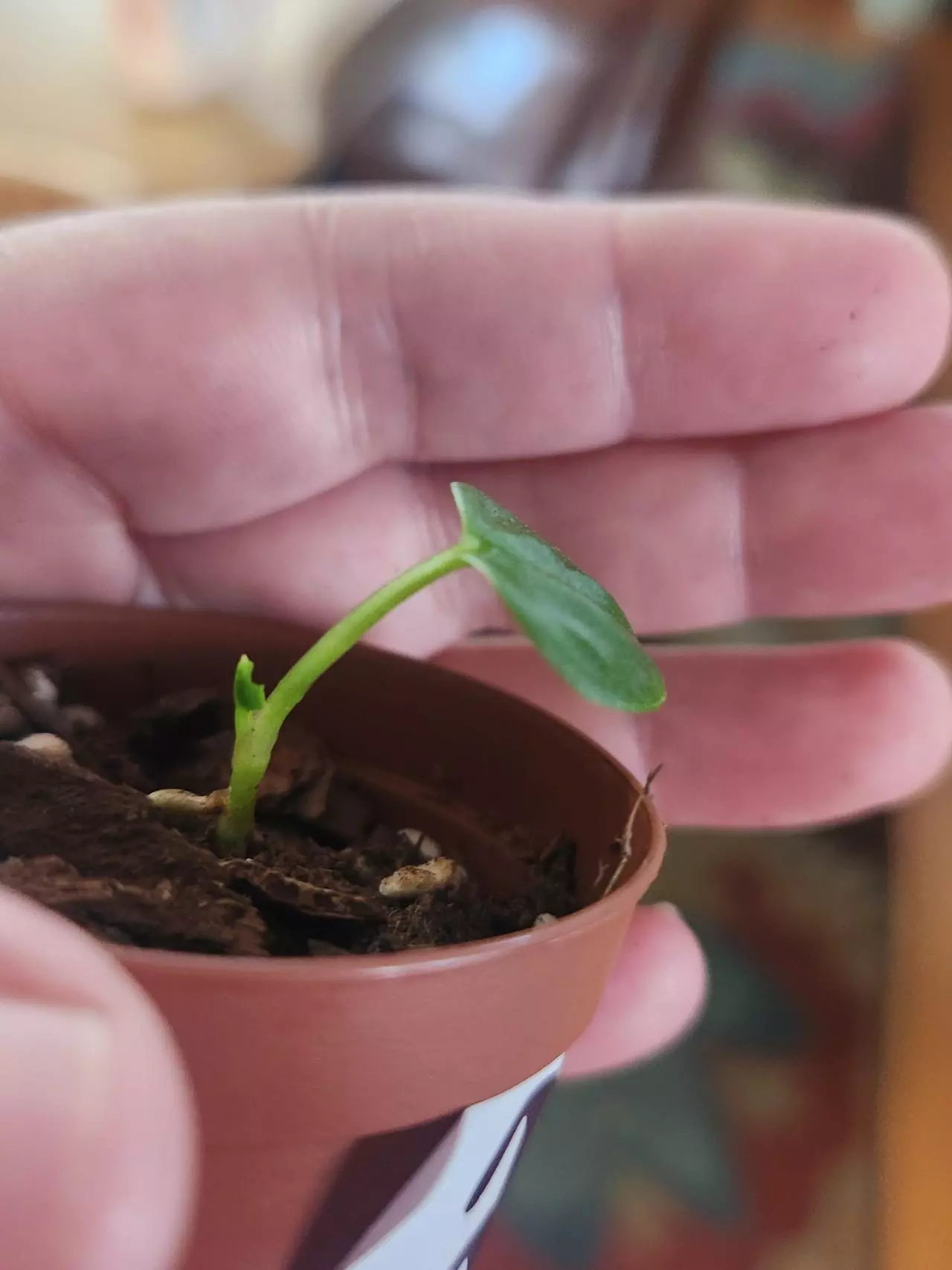 plant/Anthurium seedling 293 bess galaxy aff x Esmeraldense x lux-2