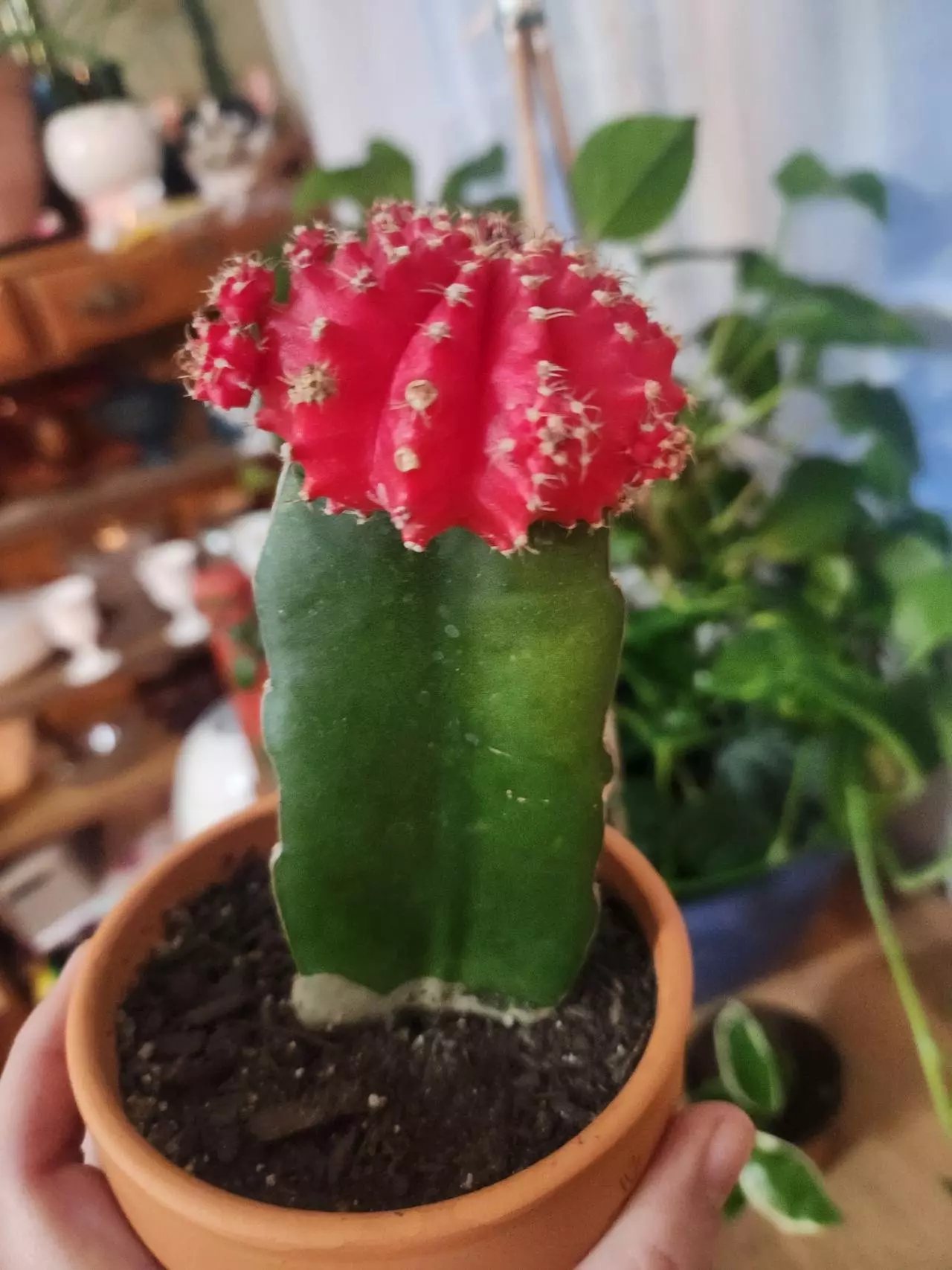 plant/Moon cactus medium size-0