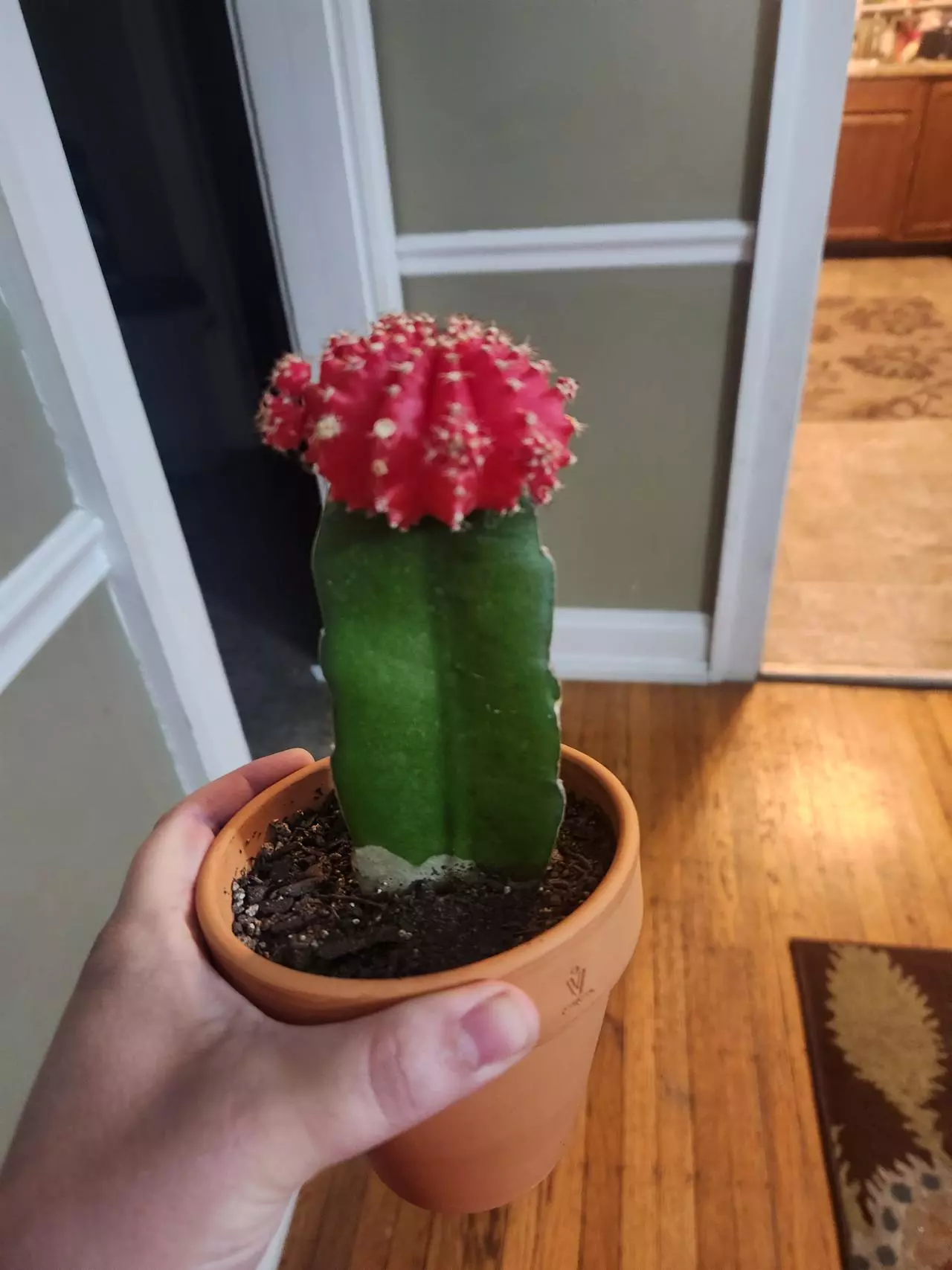 plant/Moon cactus medium size-4