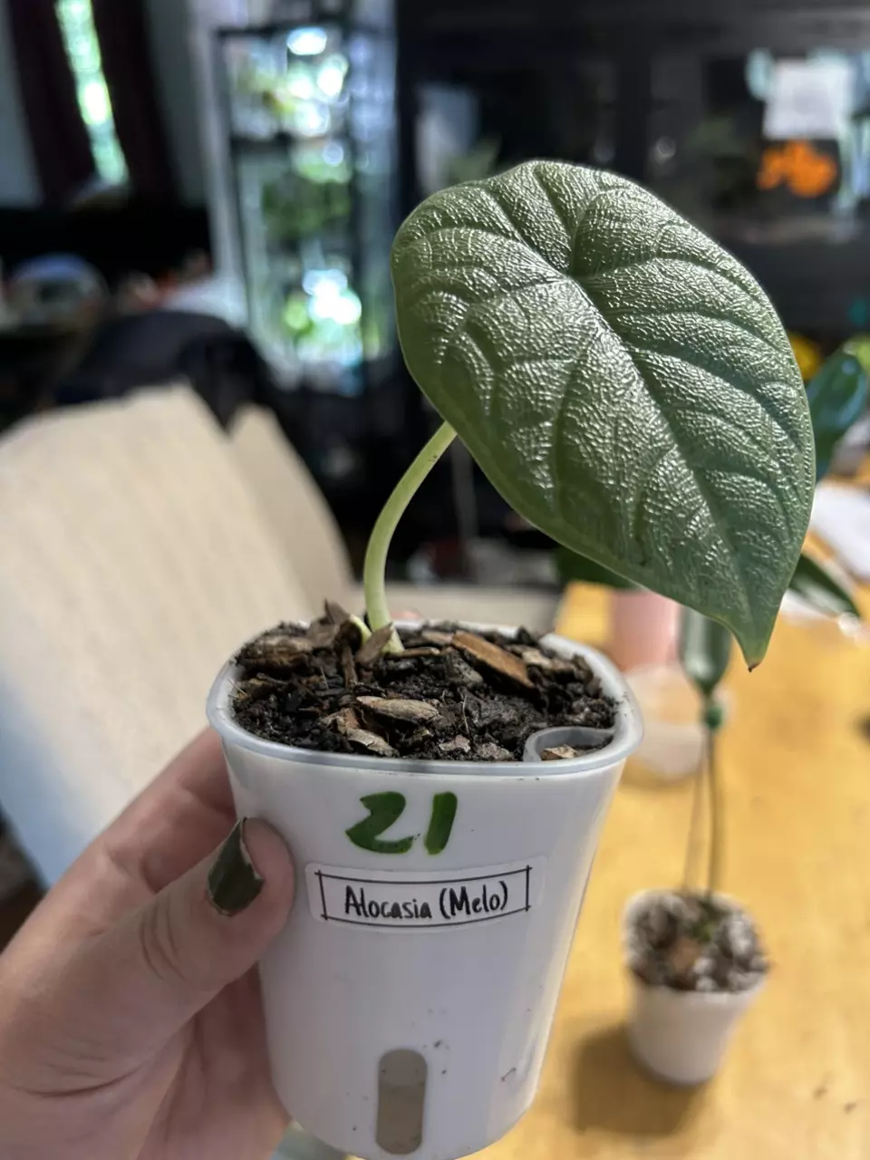 plant/Alocasia Melo #21-0