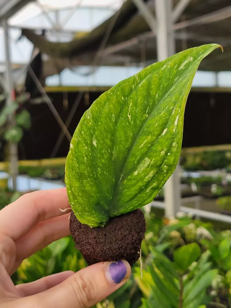 plant/Rhaphidaphora korthalsii thai constellation starter plant growers choice-1