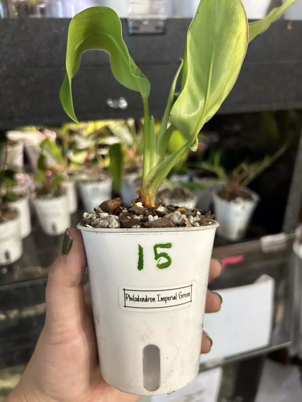 plant/Philodendron Imperial Green #15-0