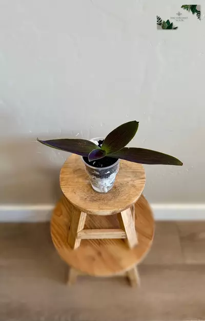 plant/Tradescantia Cutting Bundle | Uncommon Tradescantia Bundle | Fully Rooted-3-thumbnail