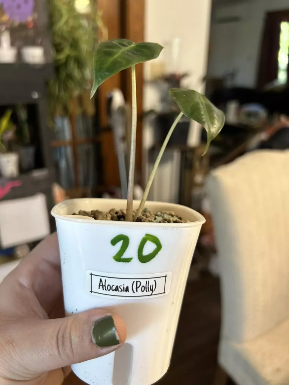 plant/Alocasia Polly Offshoot #20-0