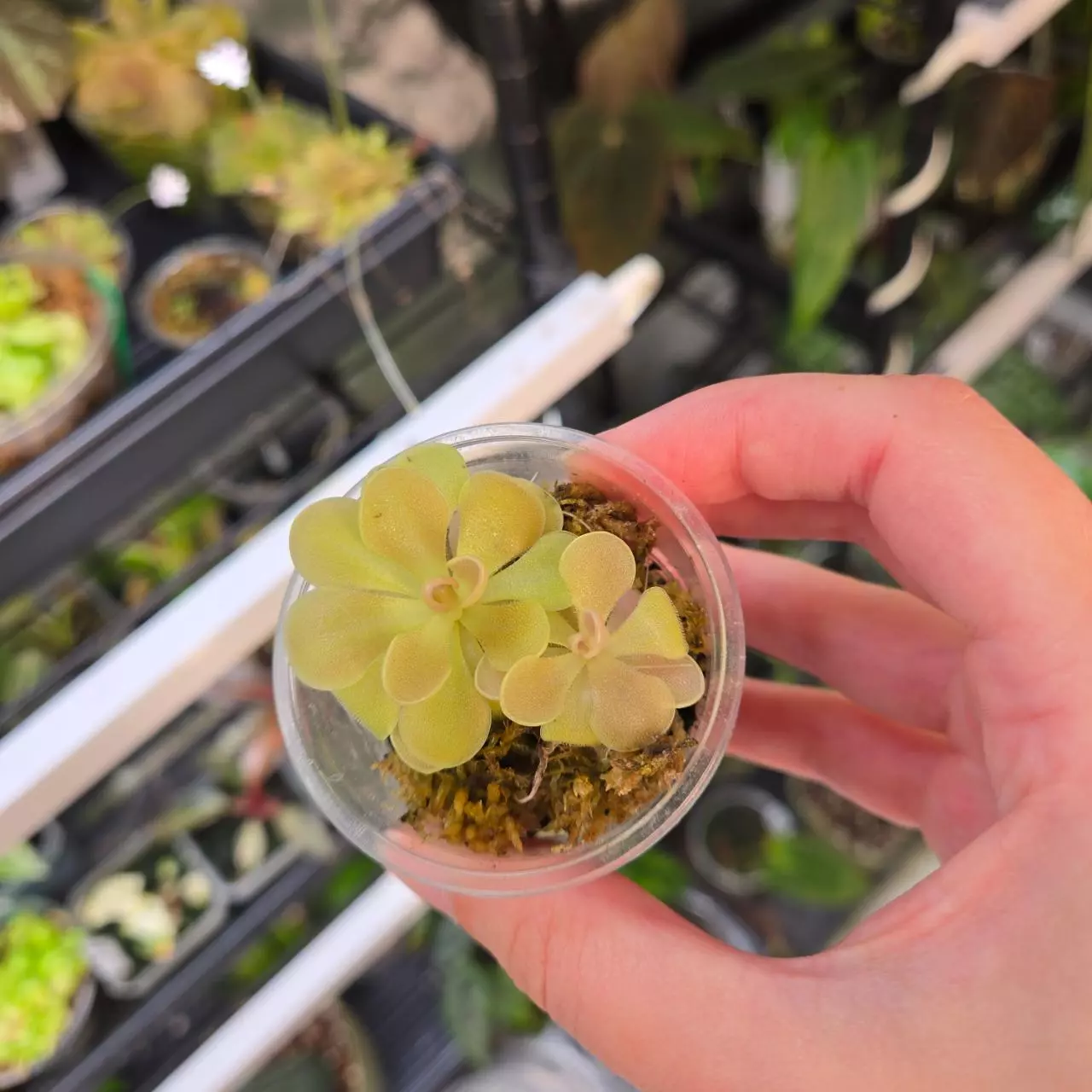 plant/Pinguicula Johanna-0