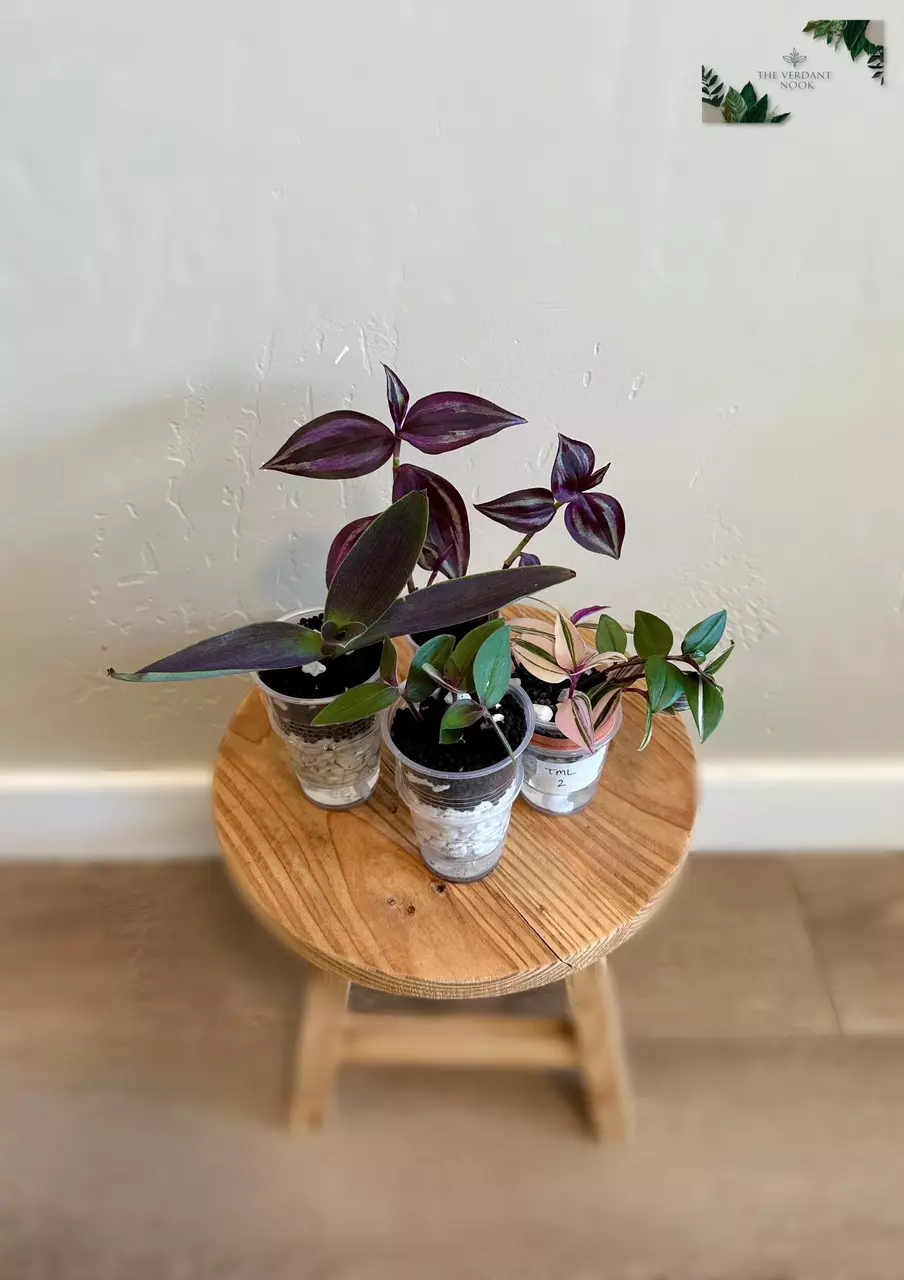 plant/Tradescantia Cutting Bundle | Uncommon Tradescantia Bundle | Fully Rooted-0