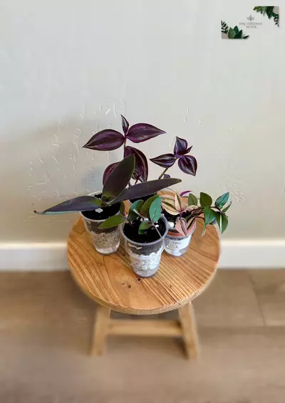 plant/Tradescantia Cutting Bundle | Uncommon Tradescantia Bundle | Fully Rooted-0-thumbnail