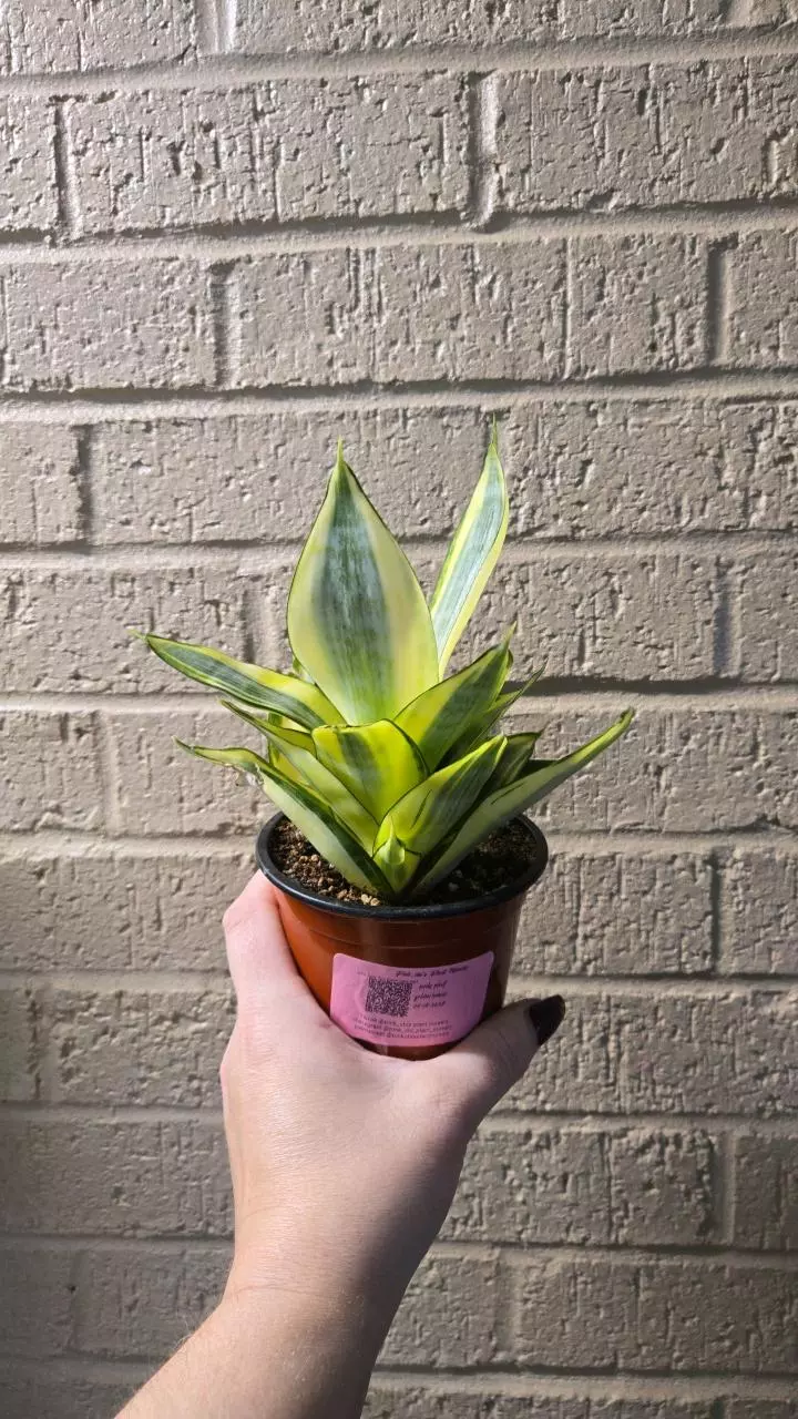 plant/Sansevieria golden hahnii-1