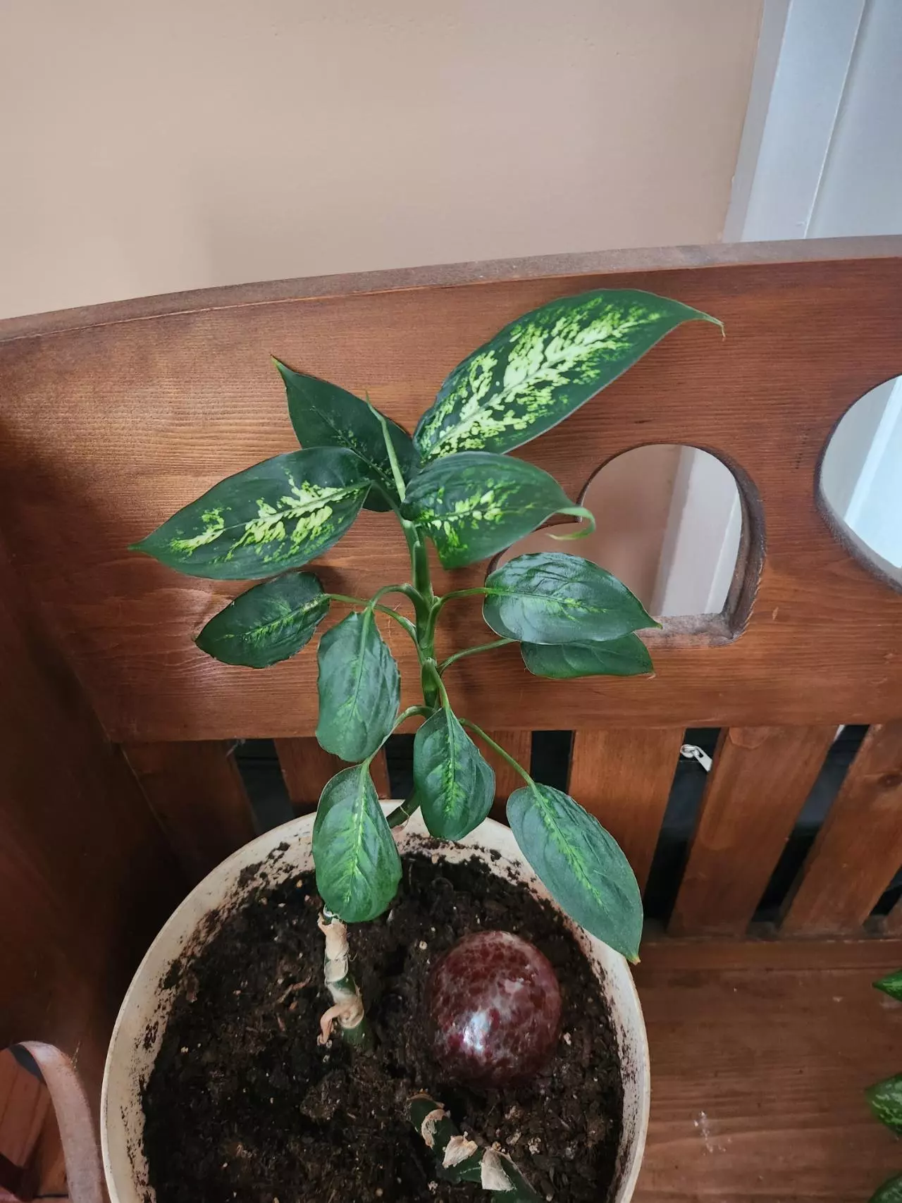 plant/Dumb cane-1