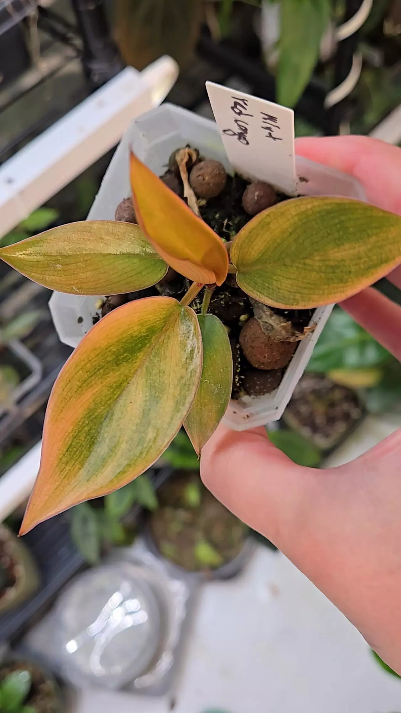 plant/Philodendron Red Congo Mint-1