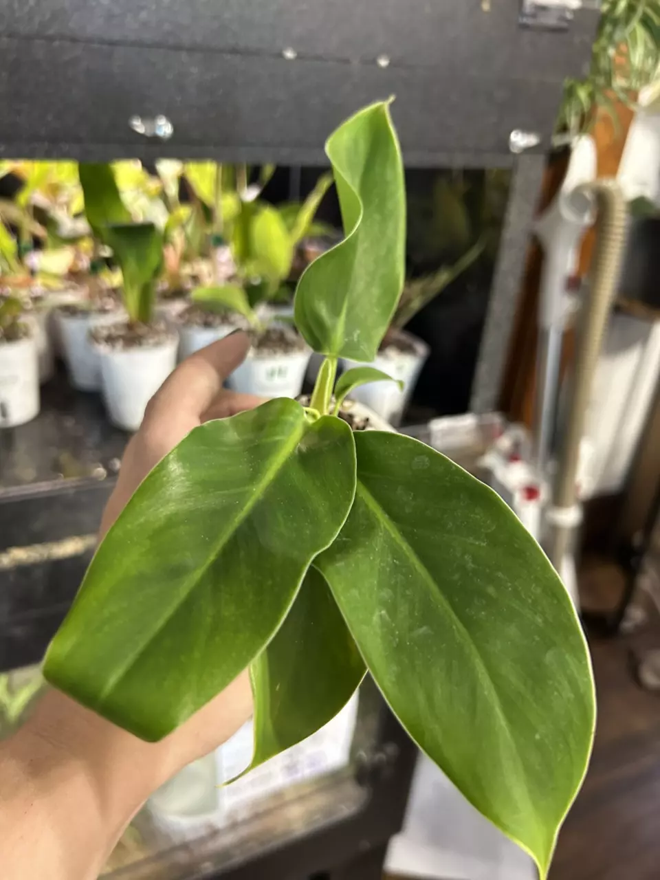 plant/Philodendron Imperial Green #16-0