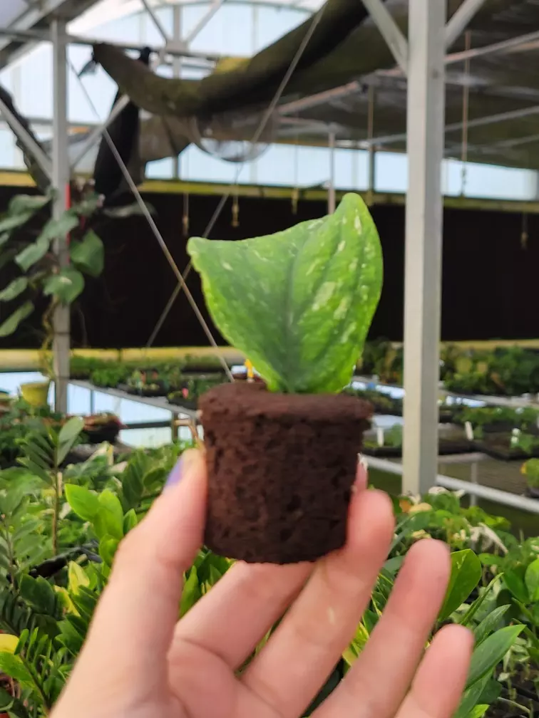 plant/Rhaphidaphora korthalsii thai constellation starter plant growers choice-5