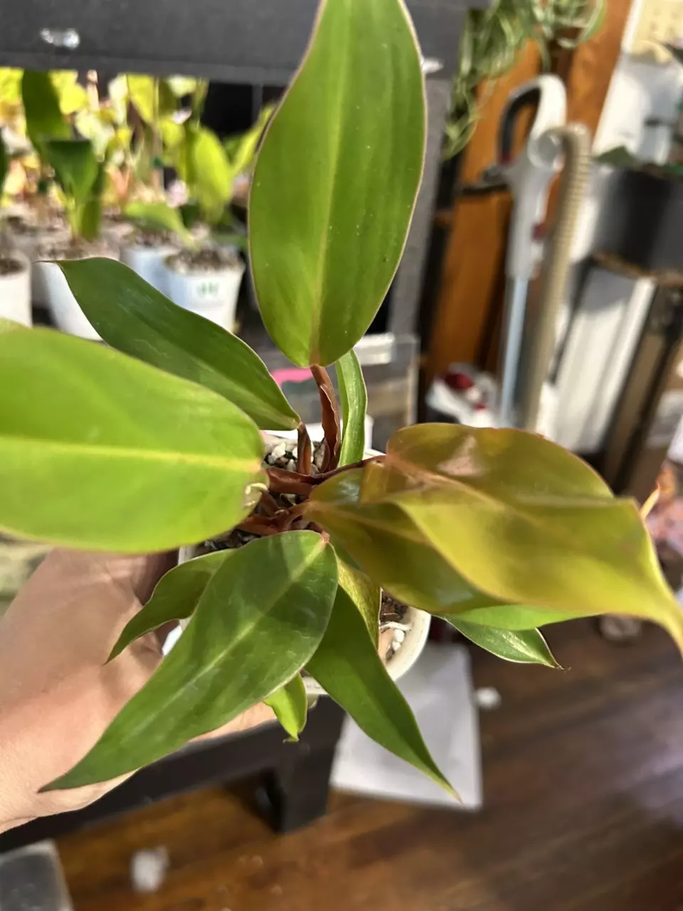 plant/Philodendron McColley’s Finale #17-0