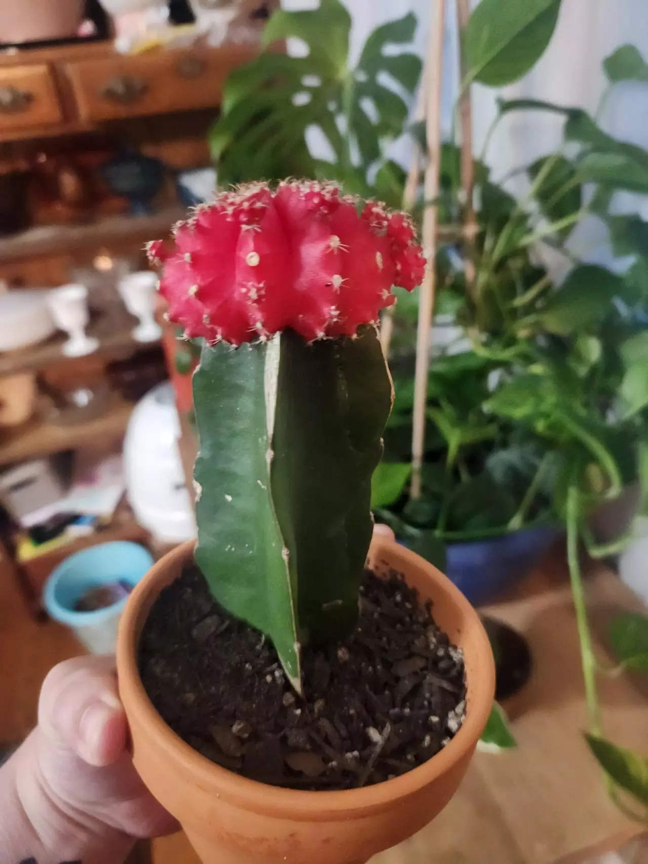 plant/Moon cactus medium size-1