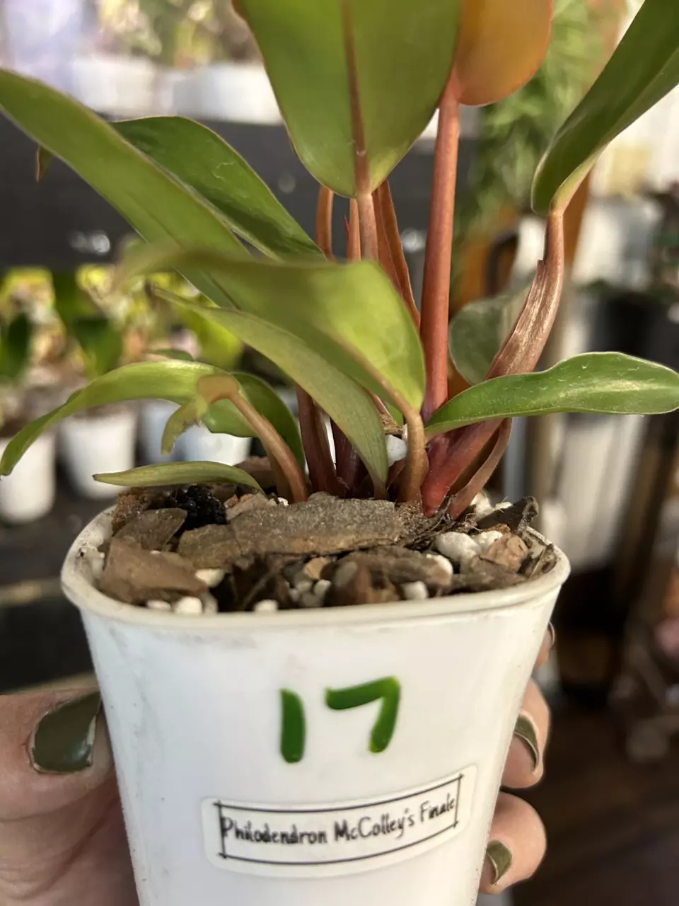 plant/Philodendron McColley’s Finale #17-2