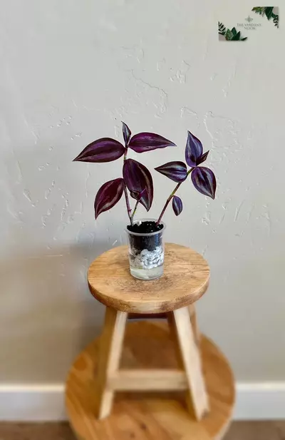 plant/Tradescantia Cutting Bundle | Uncommon Tradescantia Bundle | Fully Rooted-1-thumbnail