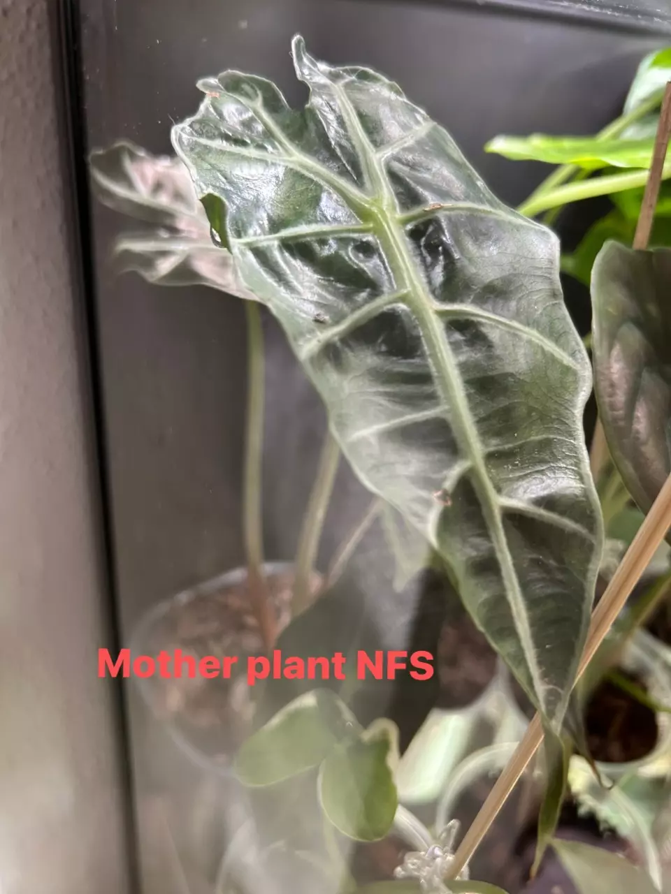 plant/Alocasia Polly Offshoot #20-3