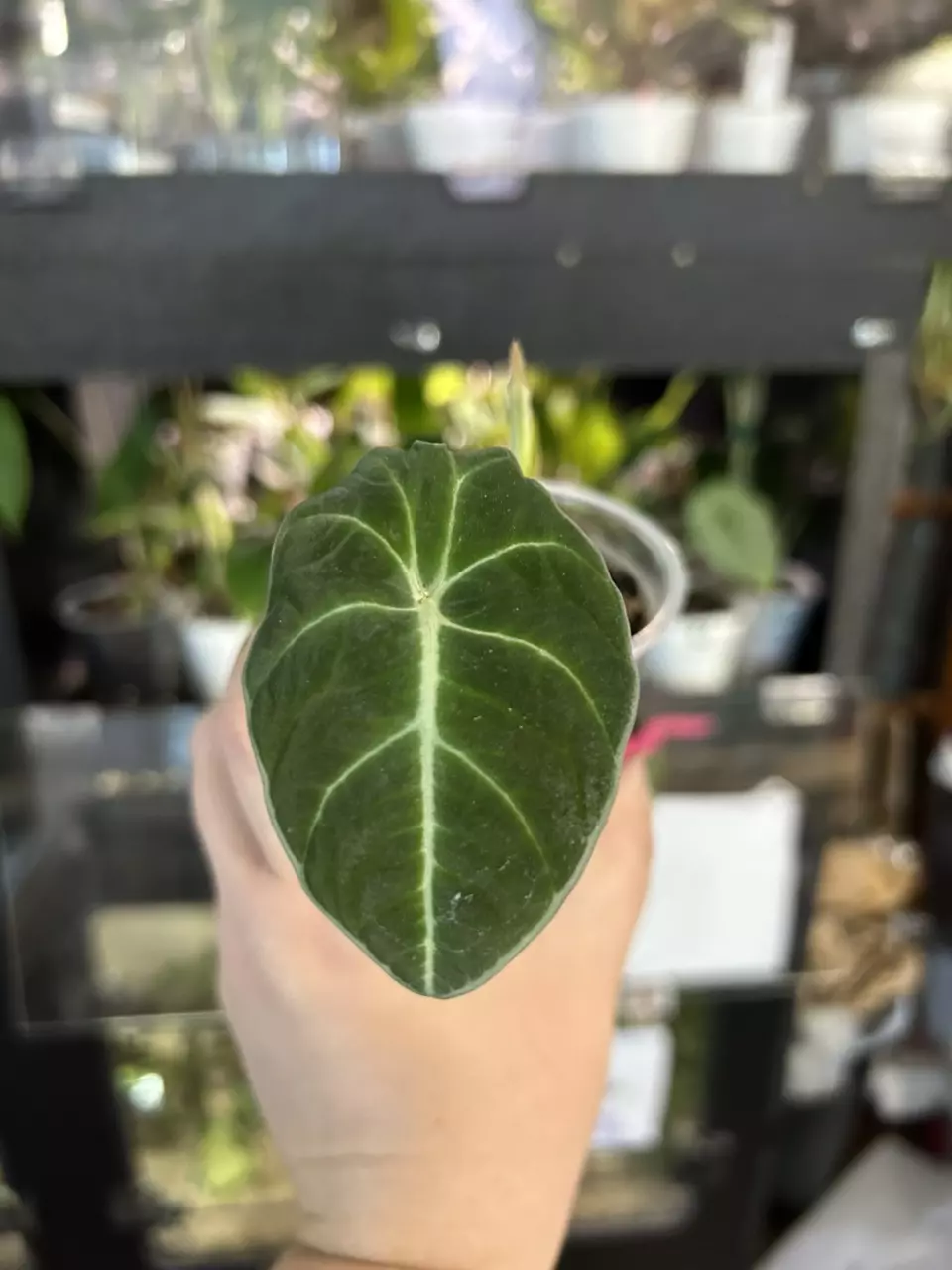 plant/Alocaisa Black Velvet (#24)-0