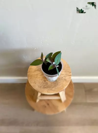 plant/Tradescantia Cutting Bundle | Uncommon Tradescantia Bundle | Fully Rooted-4-thumbnail