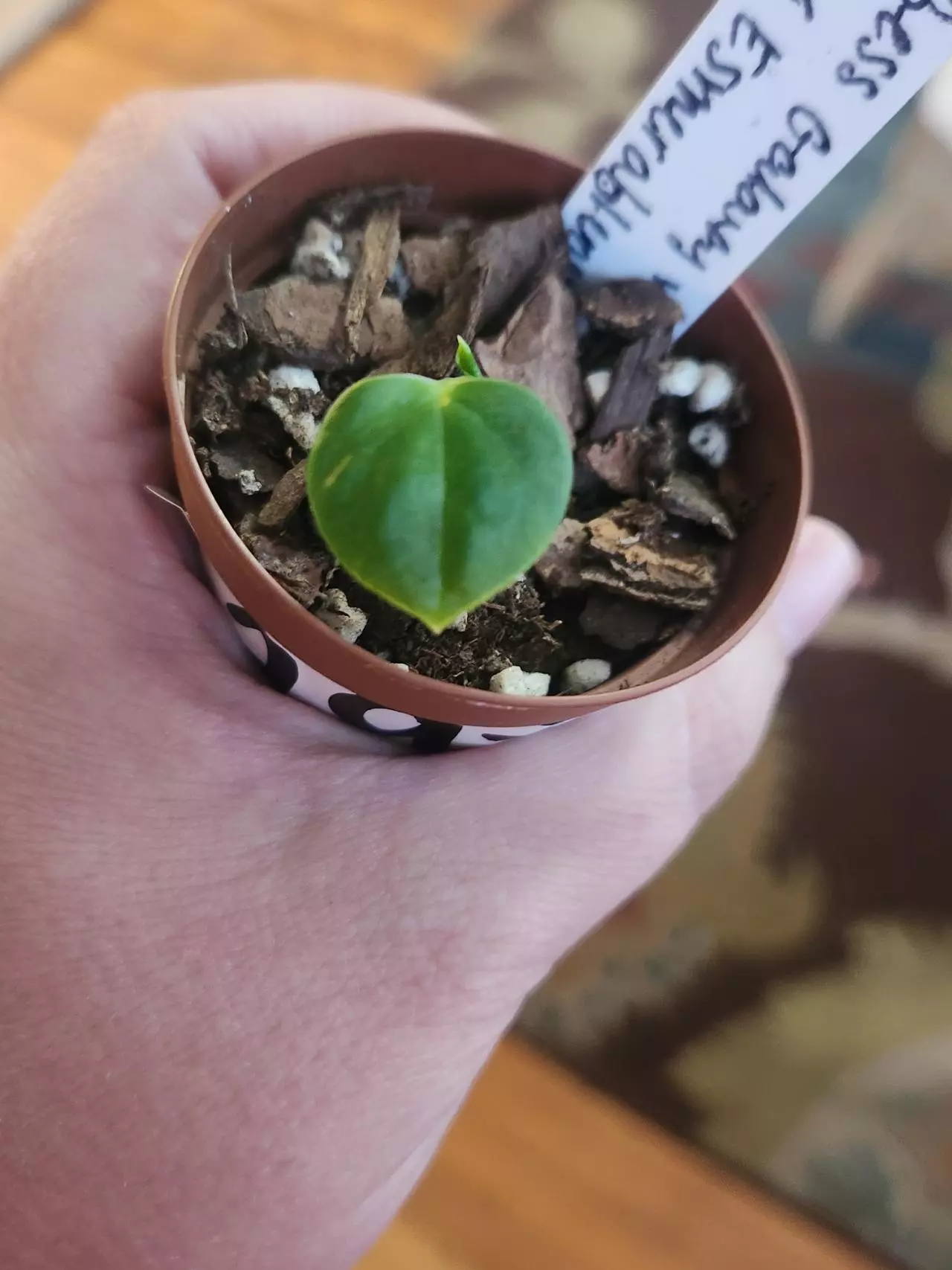 plant/Anthurium seedling 293 bess galaxy aff x Esmeraldense x lux-0