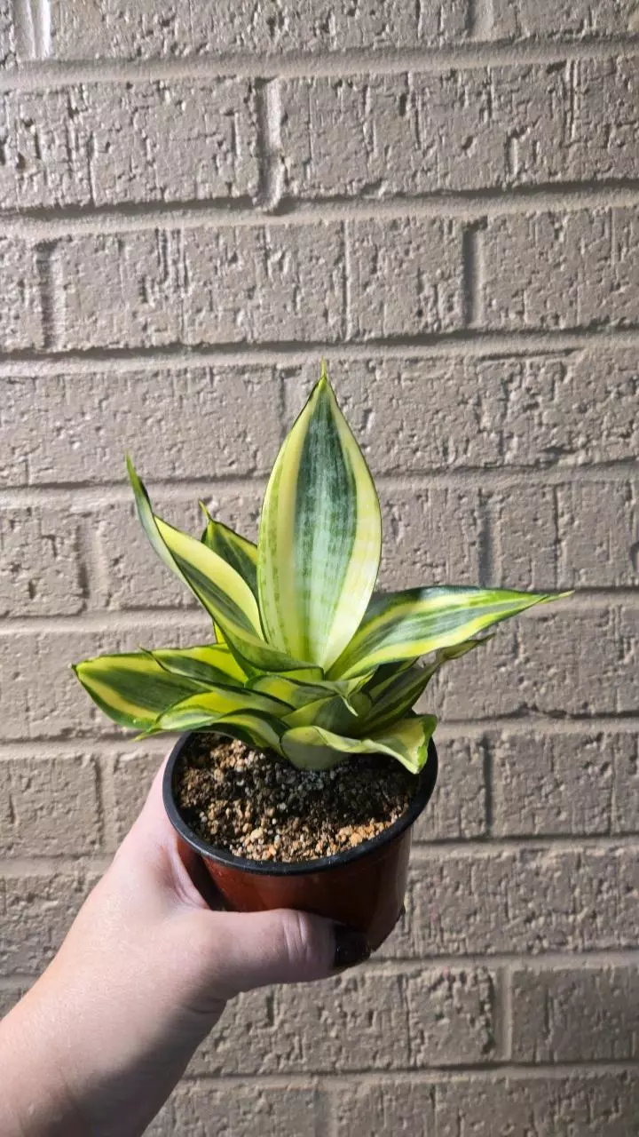 plant/Sansevieria golden hahnii-0