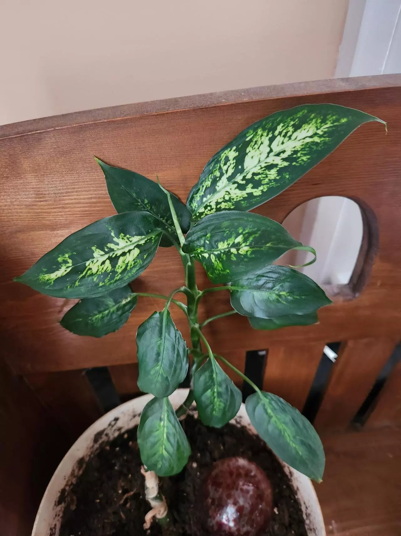 plant/Dumb cane-0