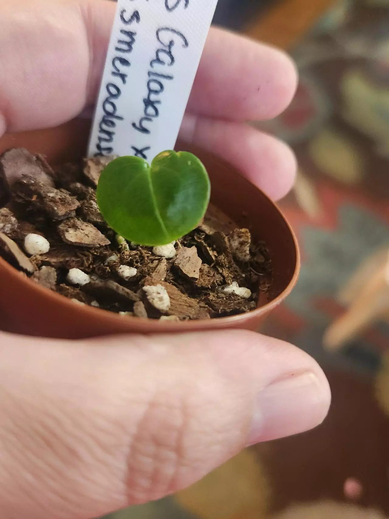 plant/Anthurium 295 bess galaxy aff x Esmeraldense x lux-1