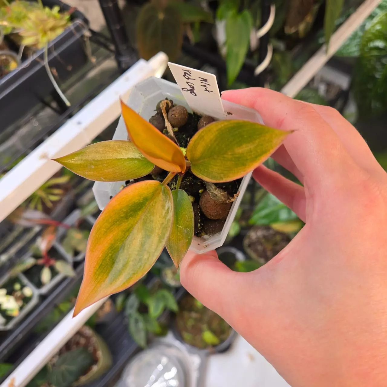 plant/Philodendron Red Congo Mint-0