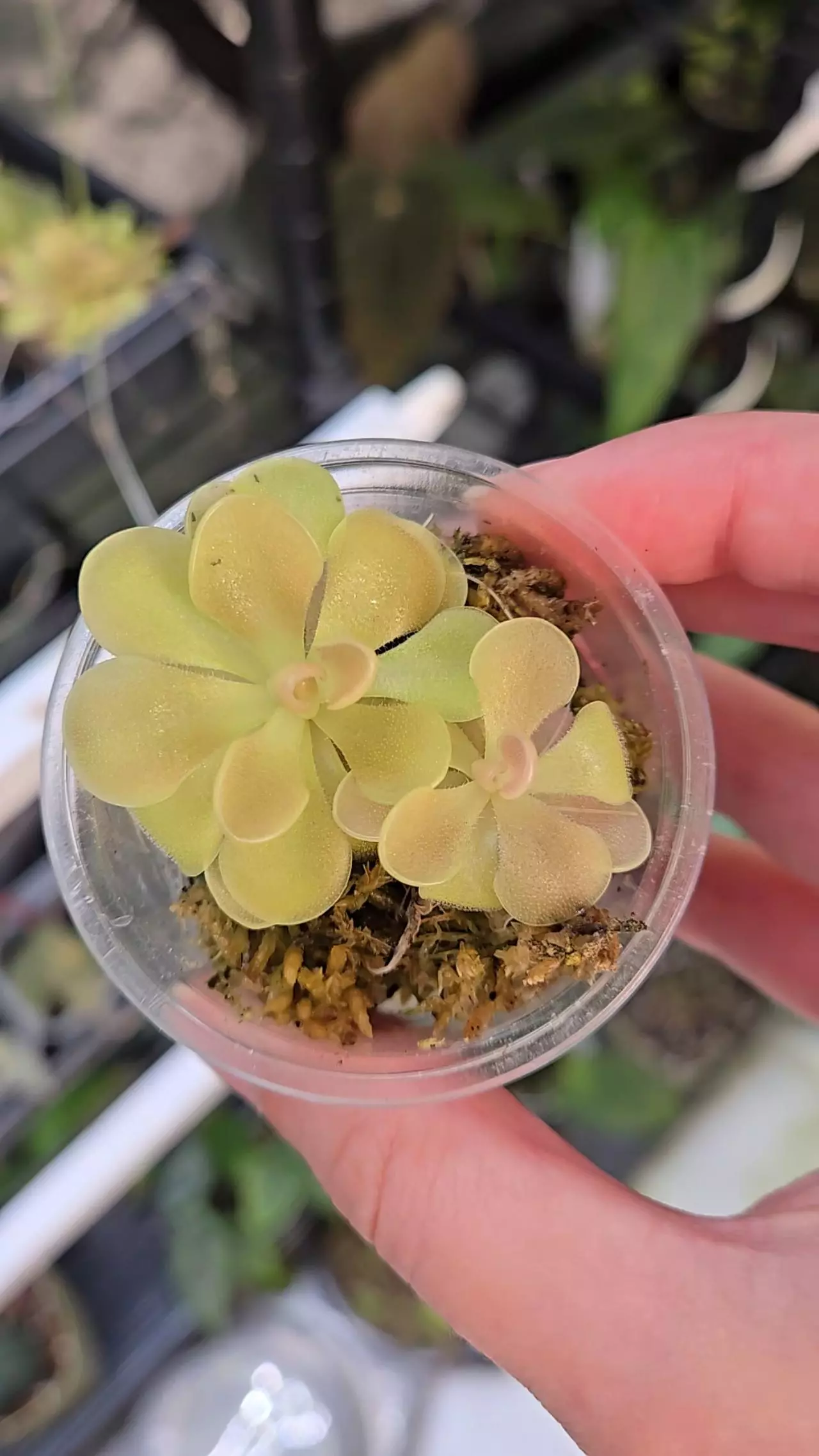 plant/Pinguicula Johanna-1