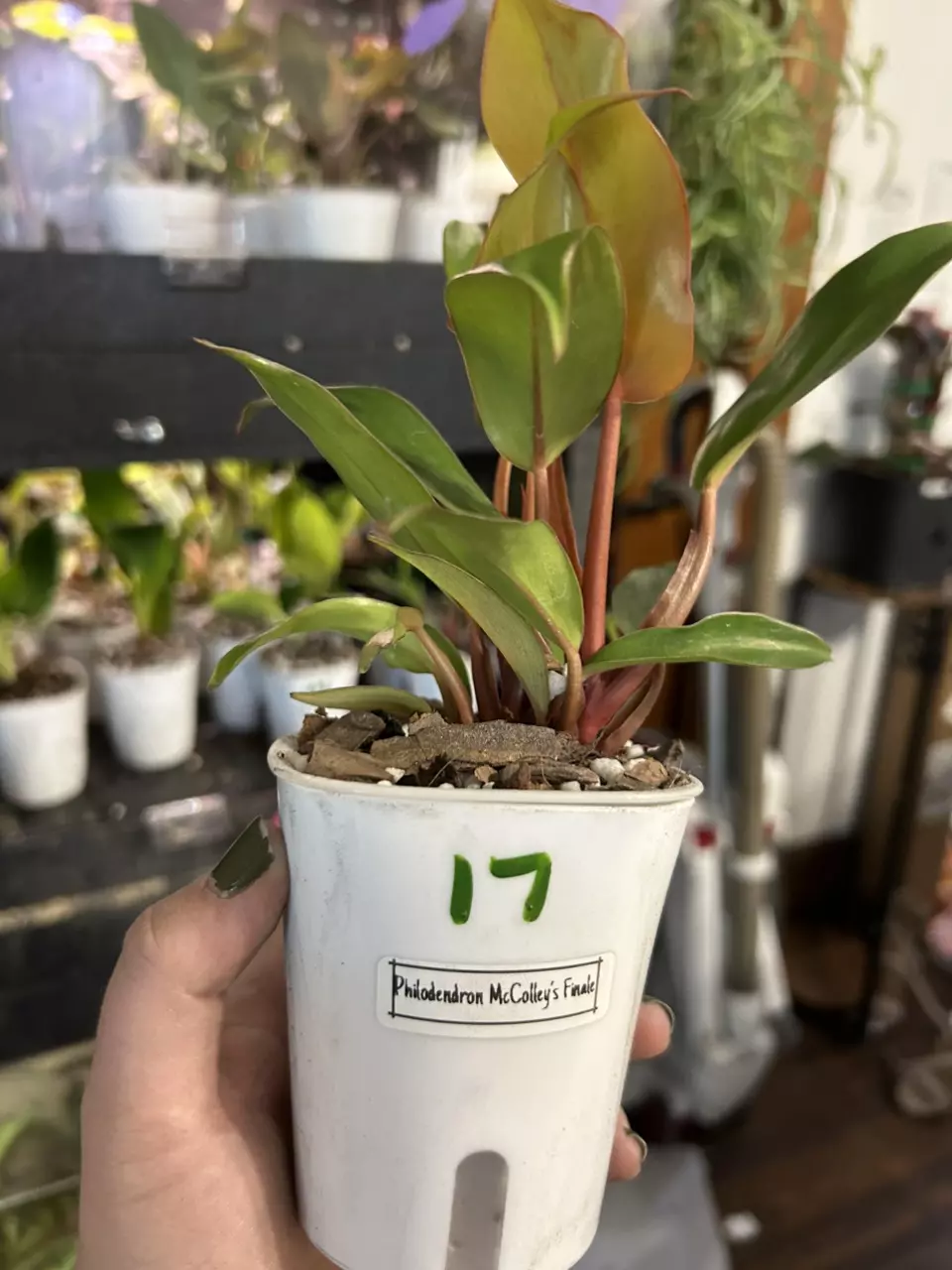 plant/Philodendron McColley’s Finale #17-1