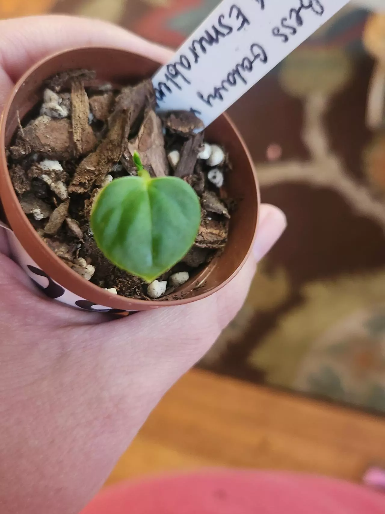 plant/Anthurium seedling 293 bess galaxy aff x Esmeraldense x lux-1