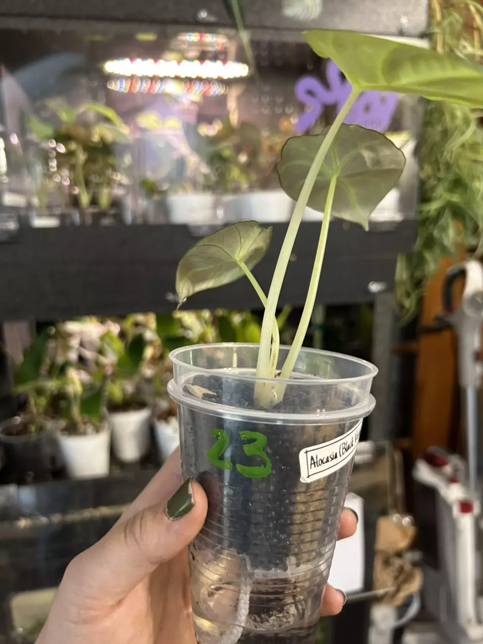 plant/Alocasia Black Velvet #23-2