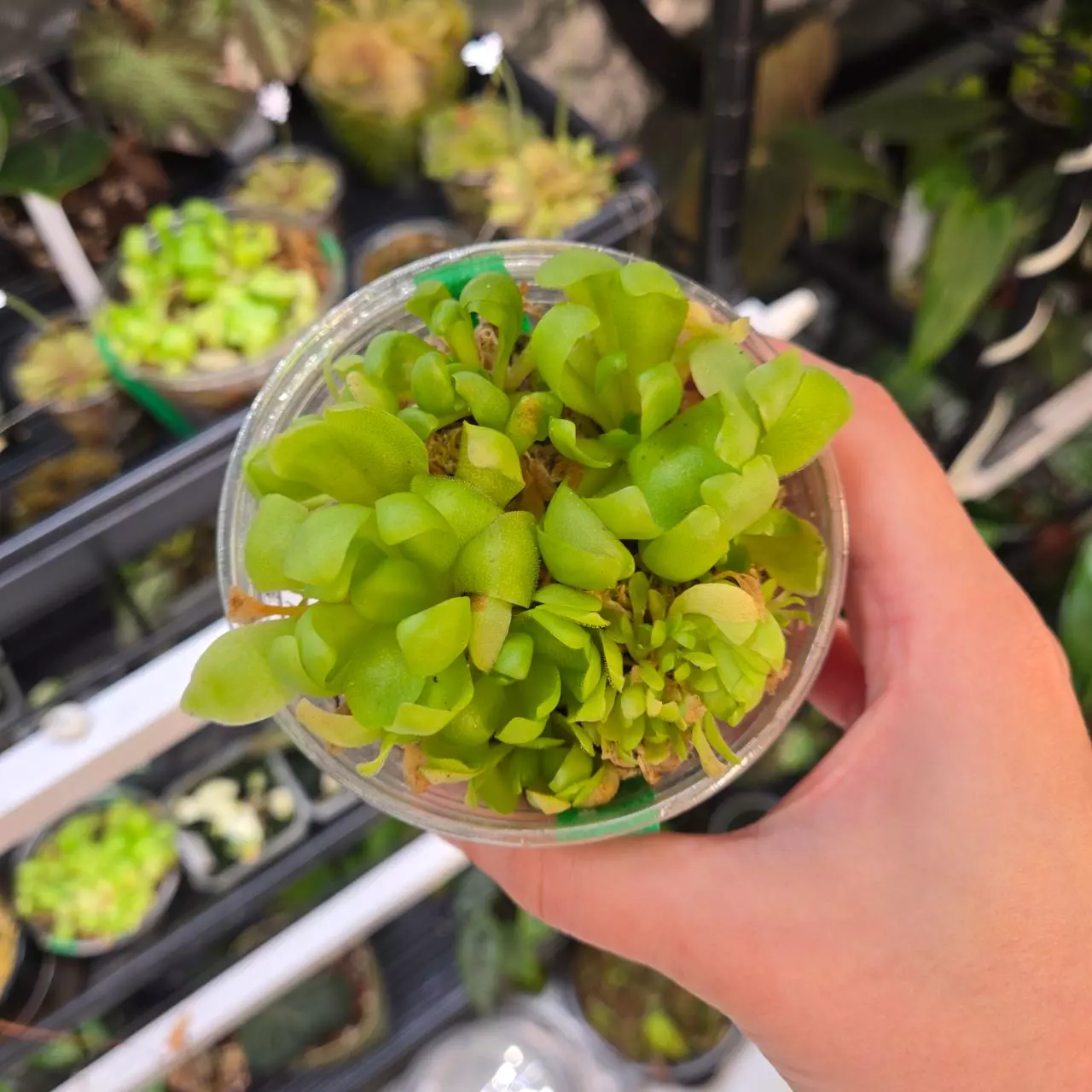 plant/Pinguicula Marciano 'Cabbage Ping'-0