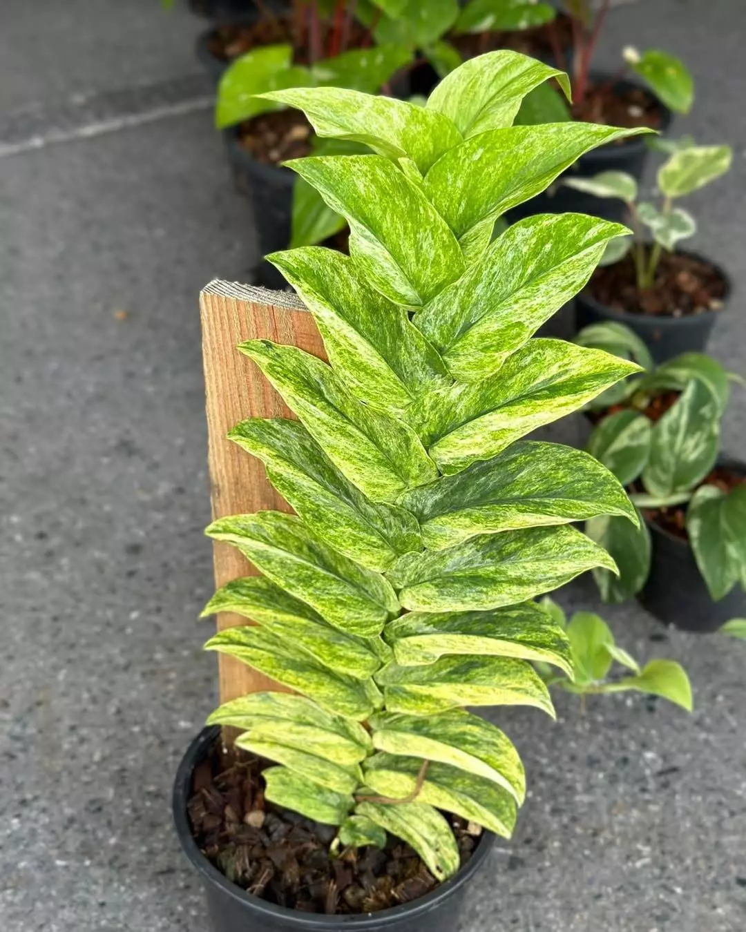 plant/Rhaphidaphora korthalsii thai constellation starter plant growers choice-0