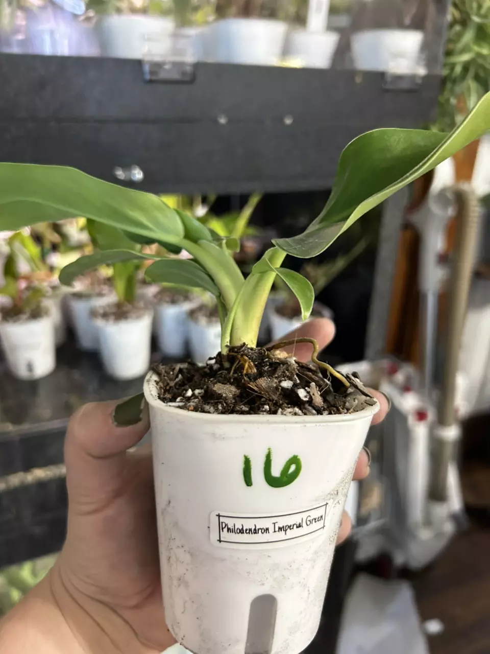 plant/Philodendron Imperial Green #16-1