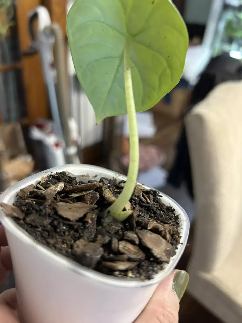 plant/Alocasia Melo #21-1