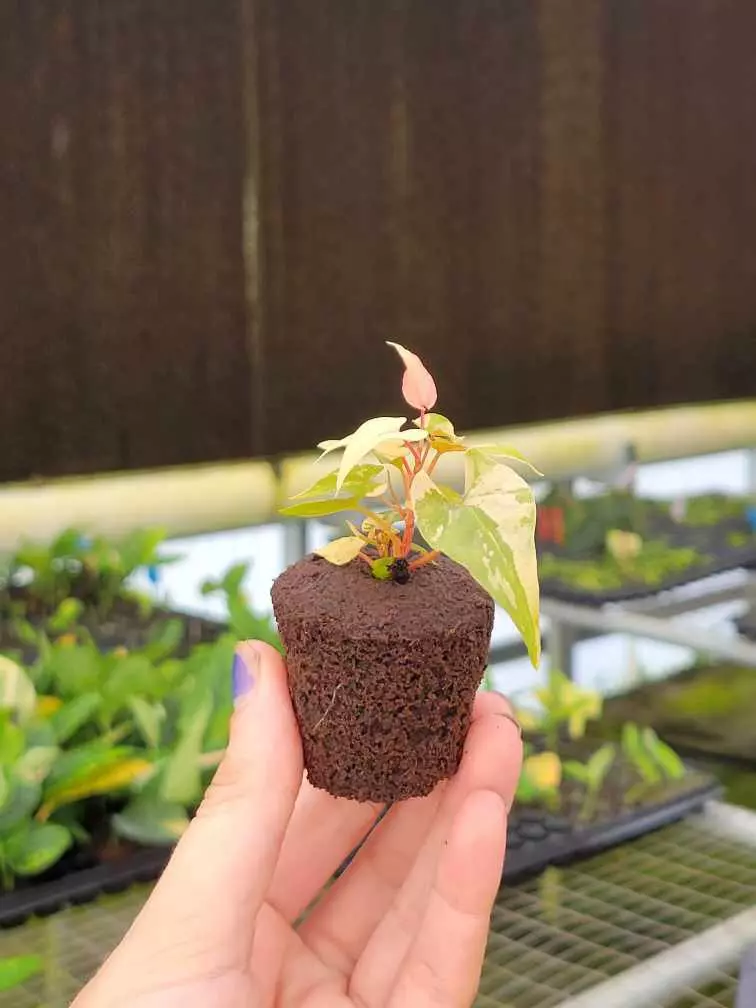 plant/Fallopia multiflora variegated starter plant growers choice-4