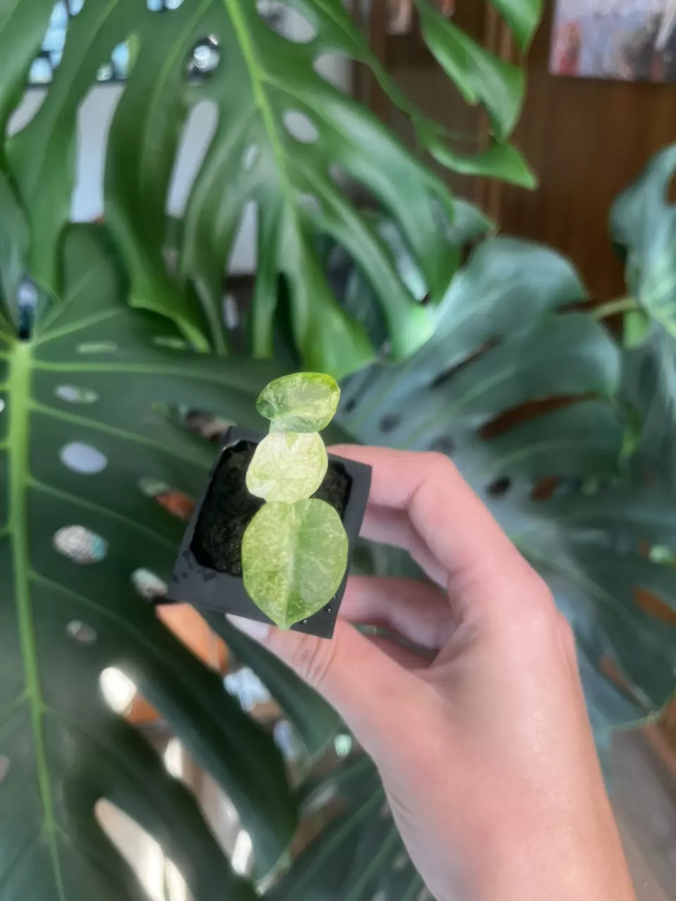plant/Alocasia Ninja Tricolor-0