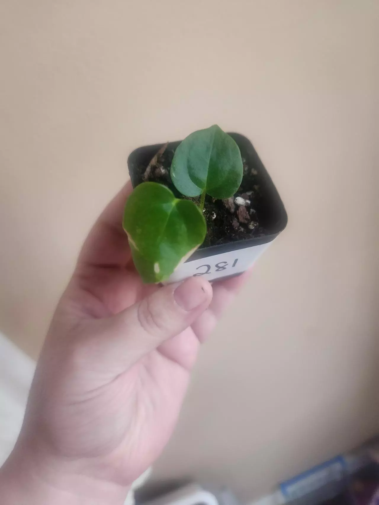 plant/Anthurium noid 281-0
