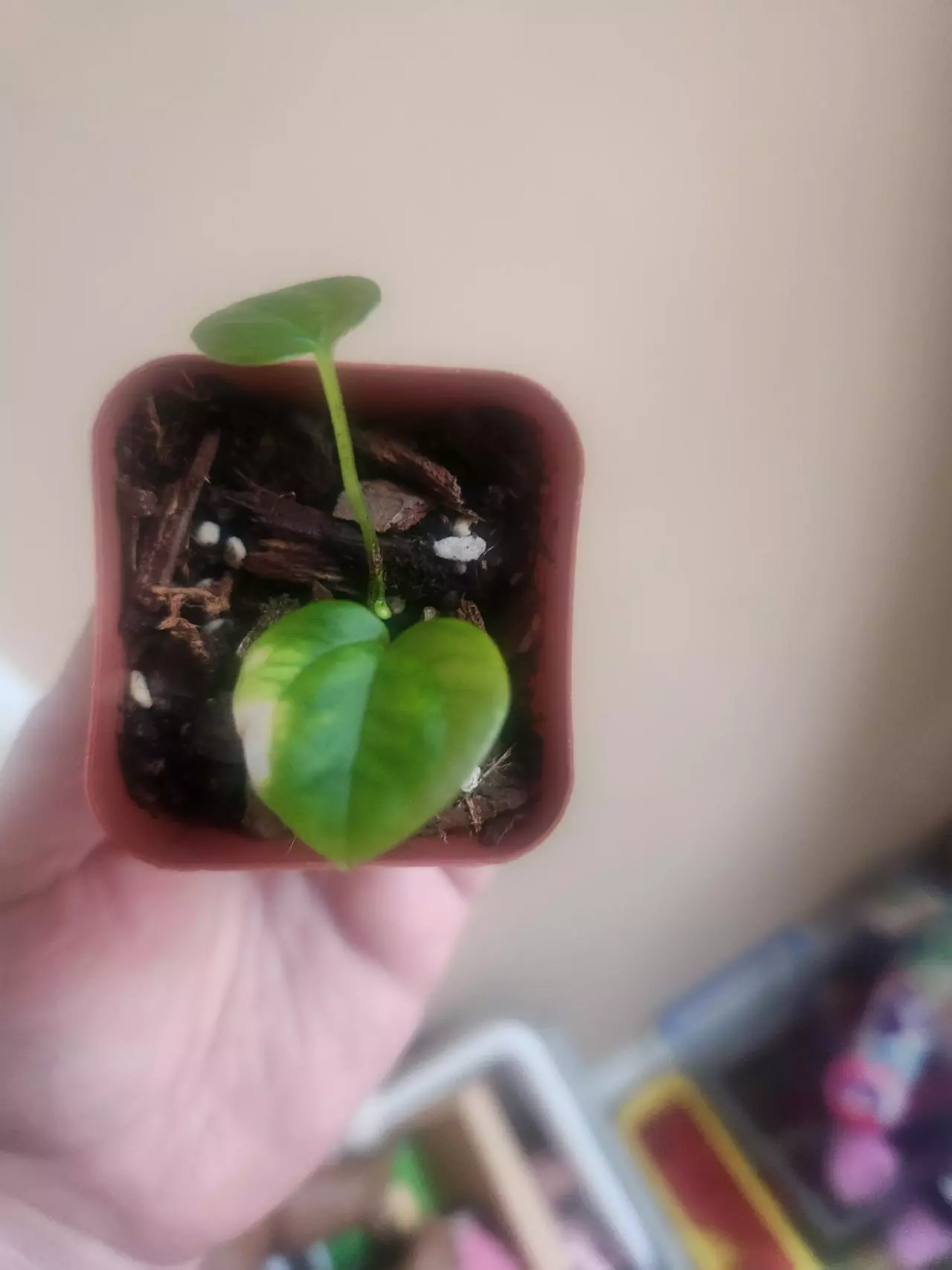 plant/Anthurium noid 285-1