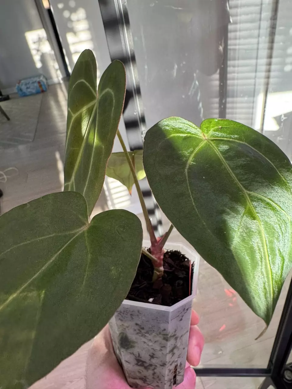 plant/Blue Velvet x Black Widow Michelle-1