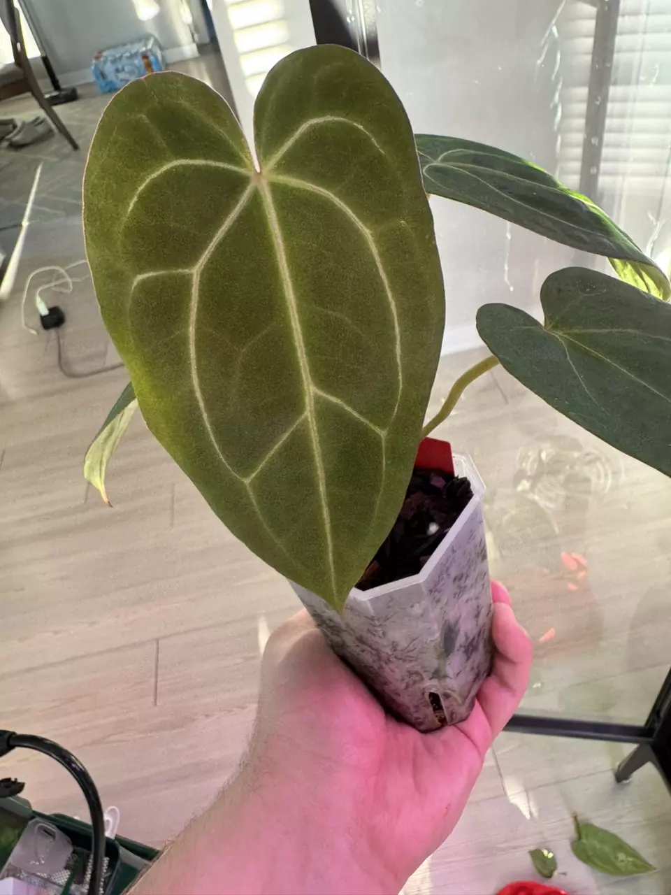 plant/Blue Velvet x Black Widow Michelle-0