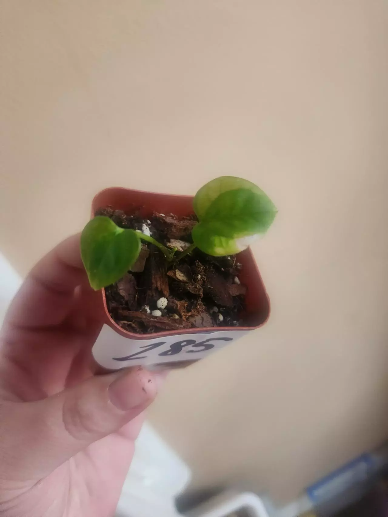 plant/Anthurium noid 285-0