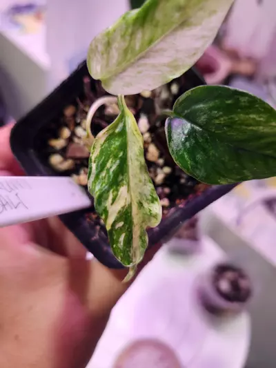 plant/Epipremnum SP Bali-2-thumbnail