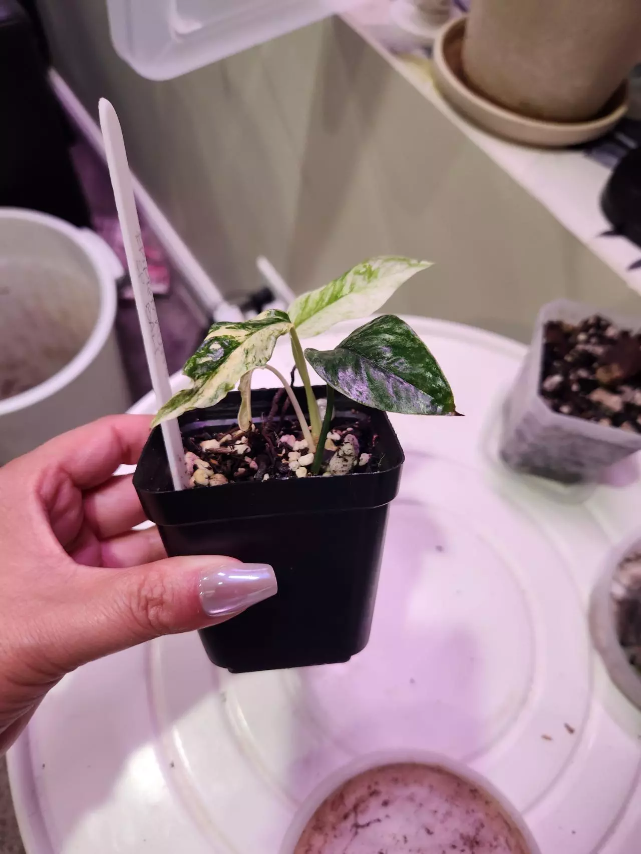 plant/Epipremnum SP Bali-1